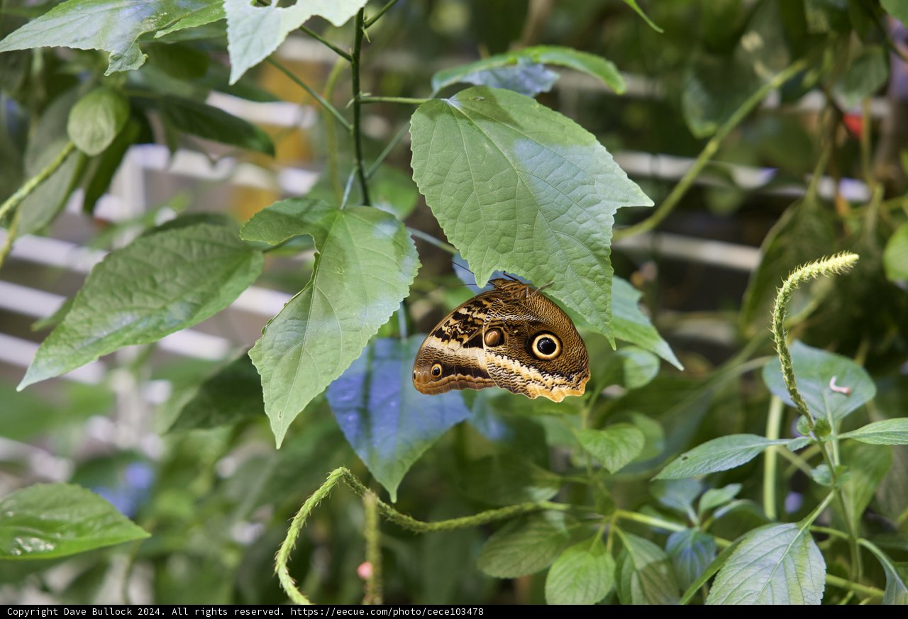 Nature's Delicate Touch