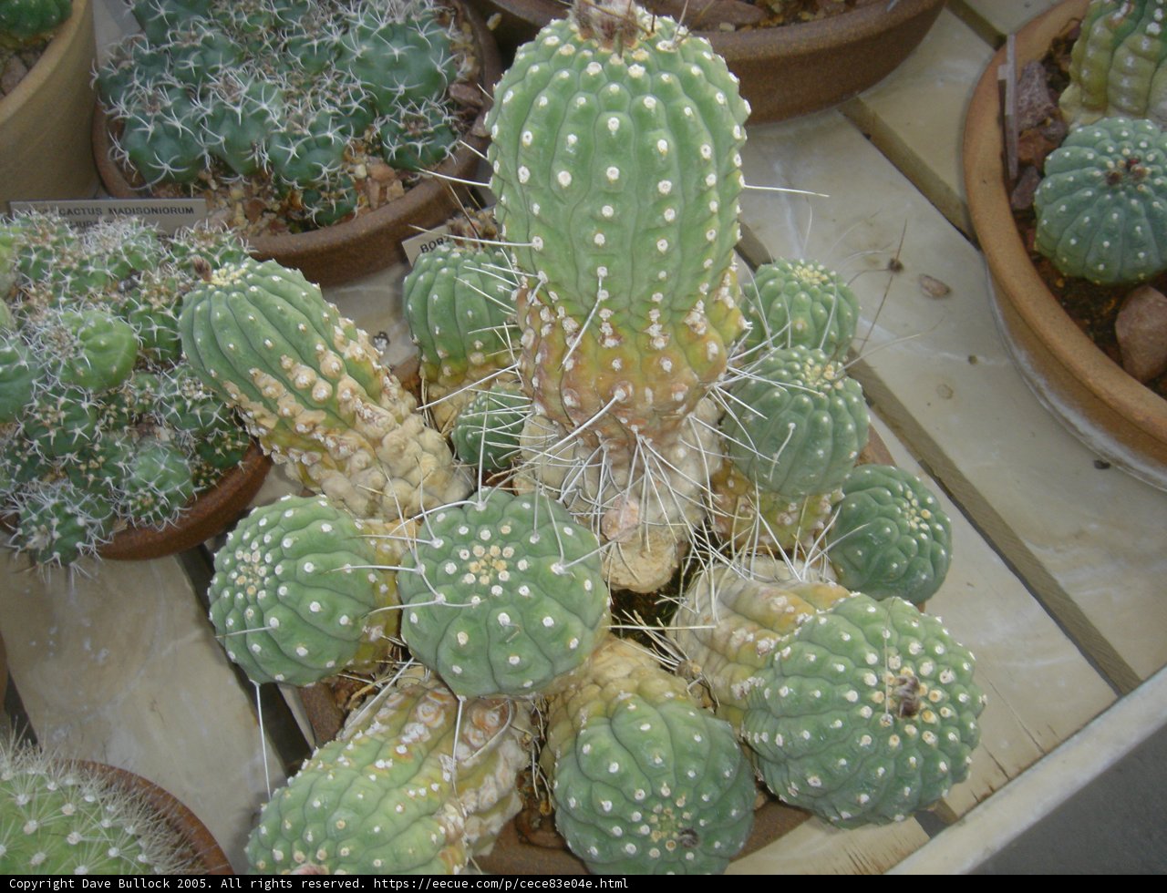 Prickly Beauty