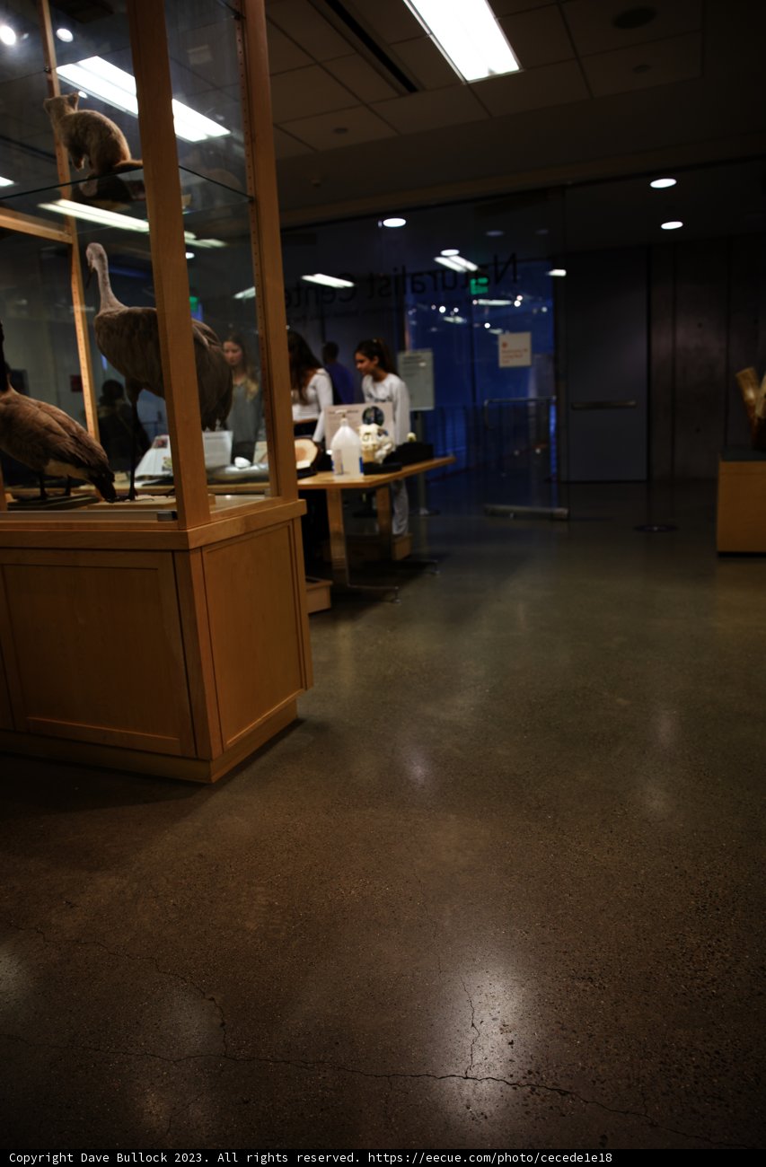 A Cultural Escapade at the California Academy of Sciences