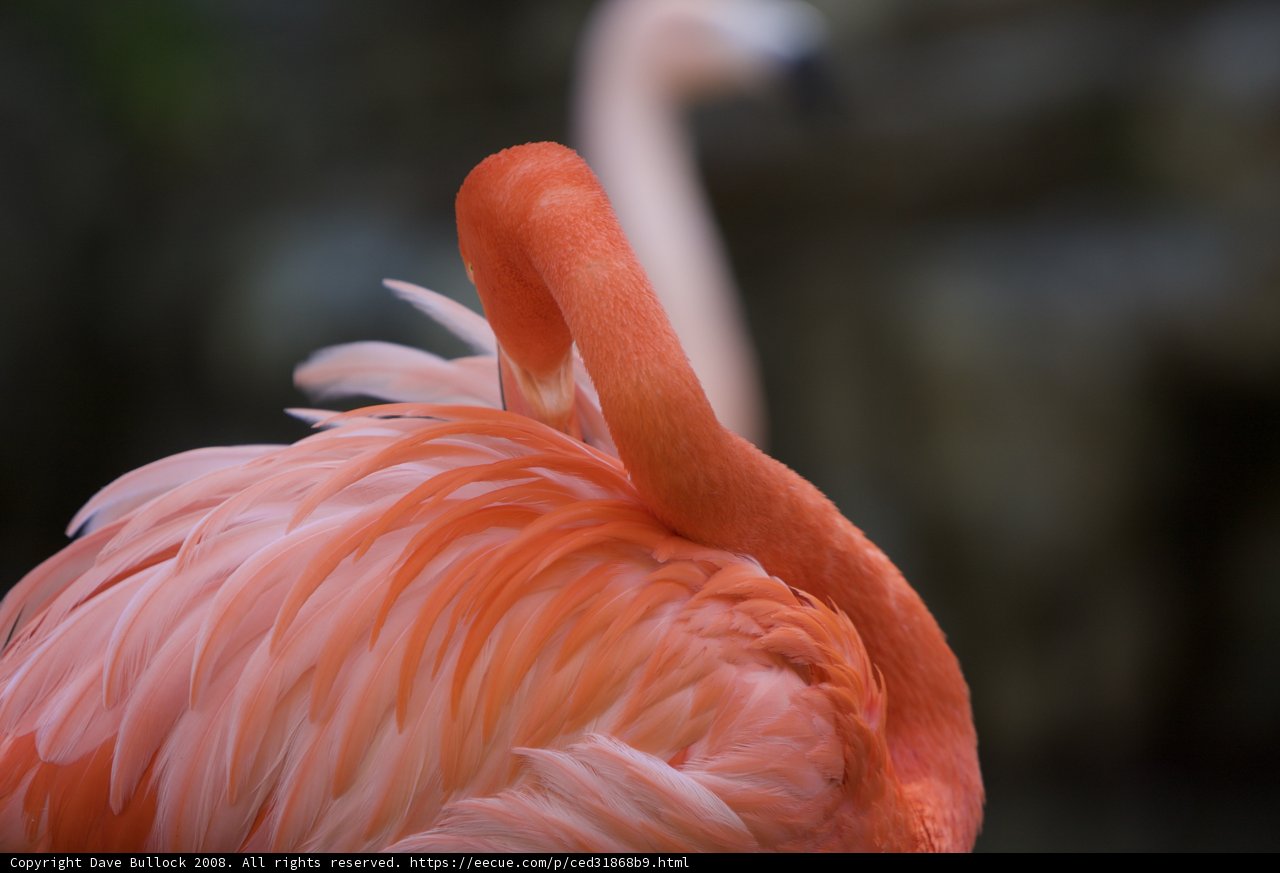 Pretty in Pink