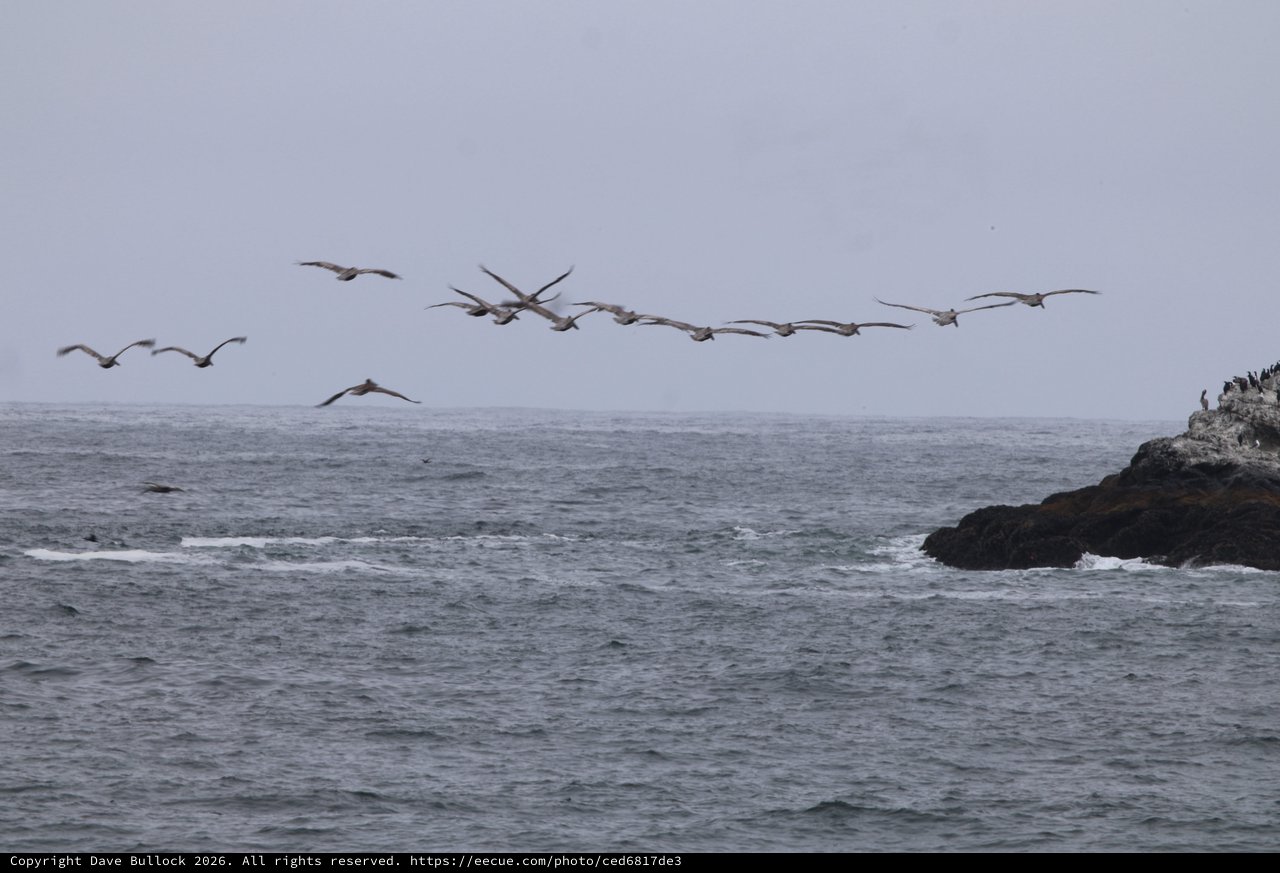 Pelican Squadron Soaring Over Pacific Coastal Waters