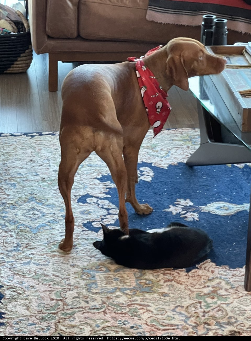 Furry Friends Relaxing on a Cozy Rug