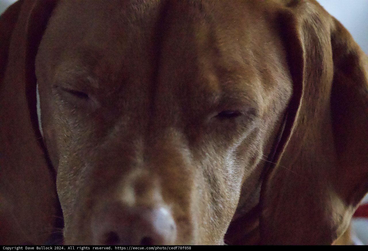 Serene Canine Moments