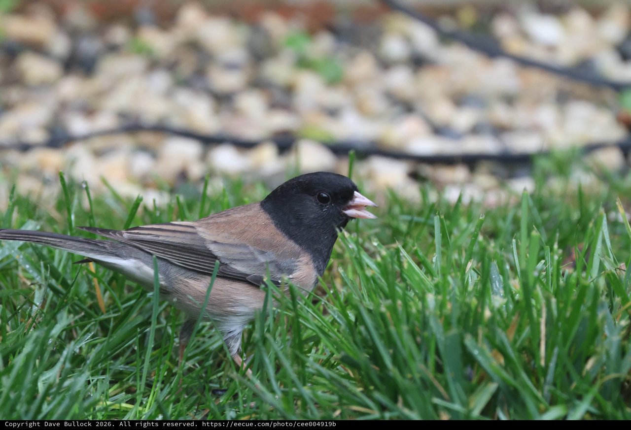 Dark-eyed Junco Foraging in Backyard Grass