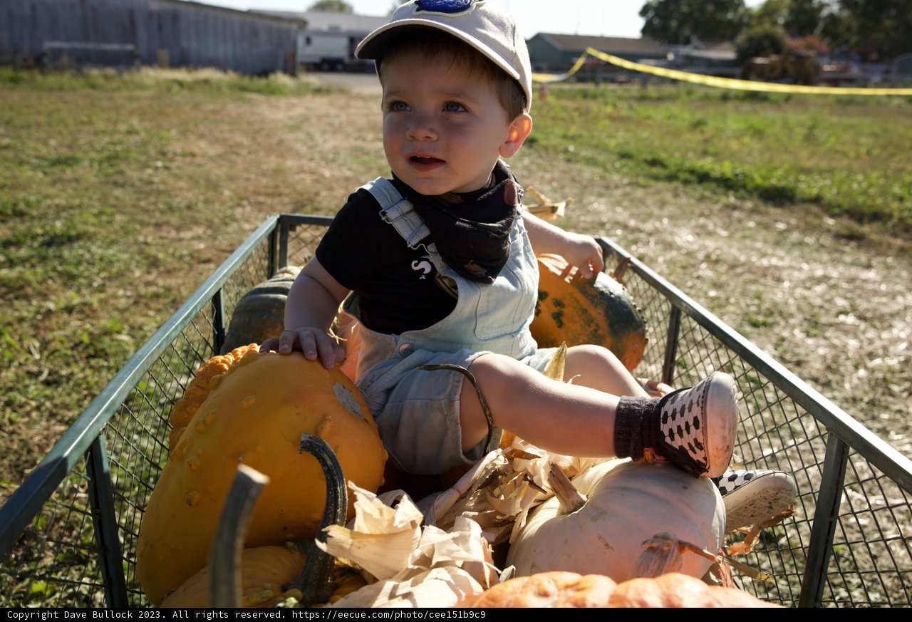 Pumpkin Wagon Adventure