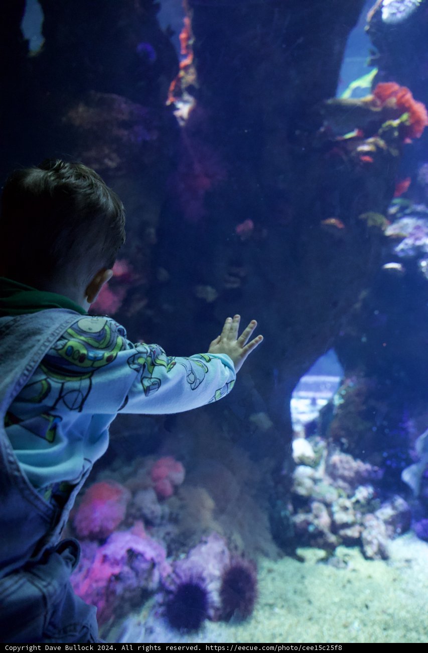Childhood Wonder: An Encounter with the Deep Sea