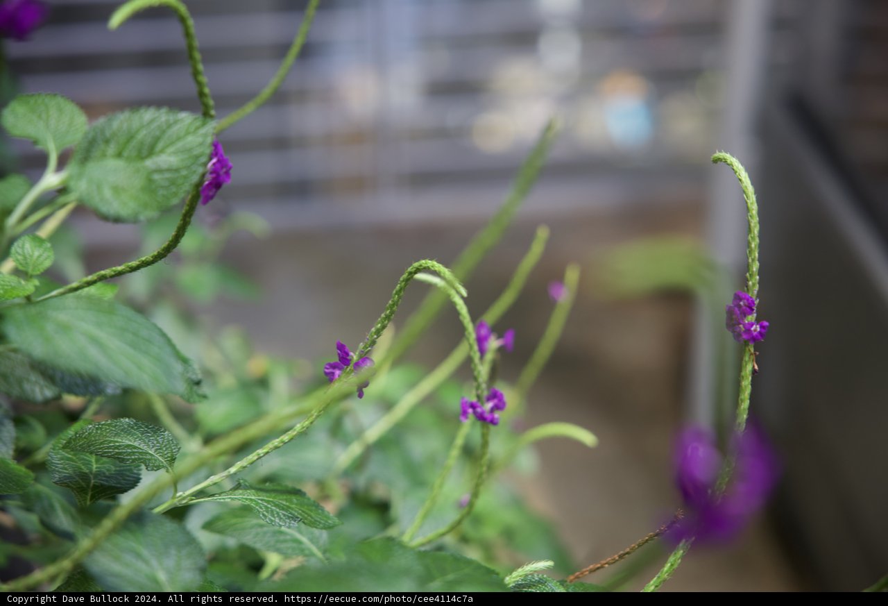Geranium Splendor - California's Botanical Beauty