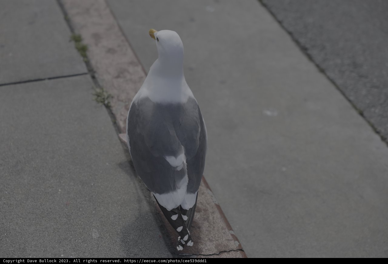 Sidewalk Seagull