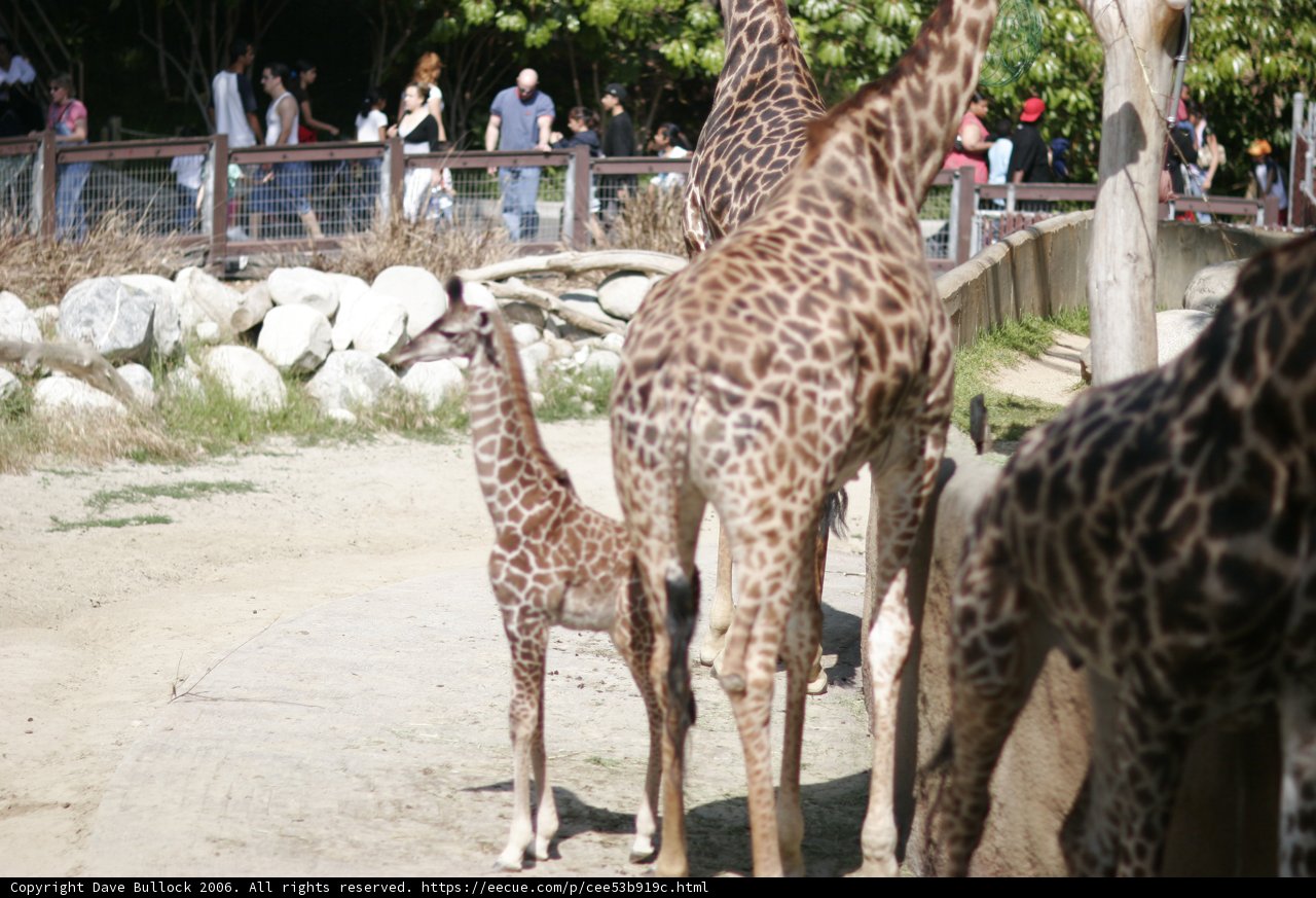 Majestic Giraffes at the Zoo