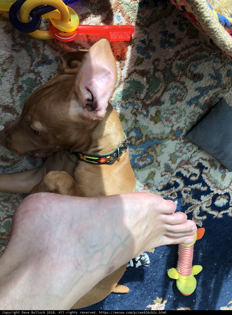 Comfy Pup and Cozy Foot