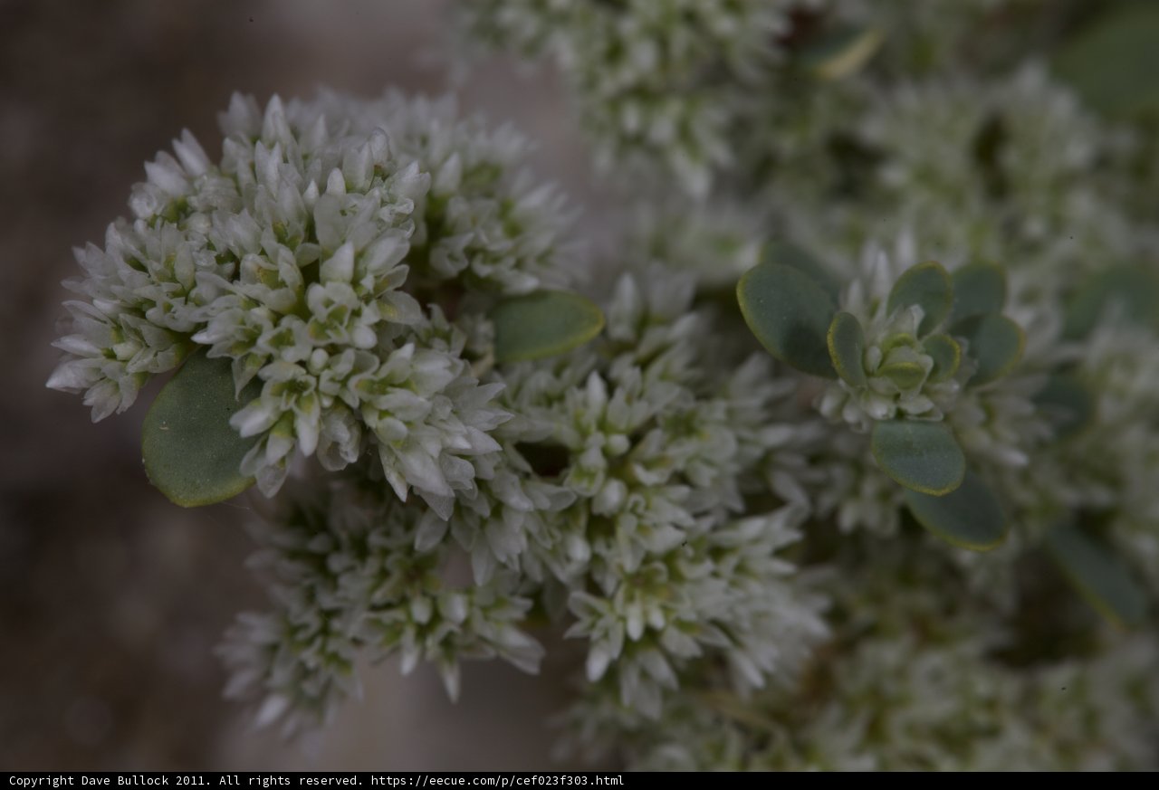 Small White Flowers in Spring