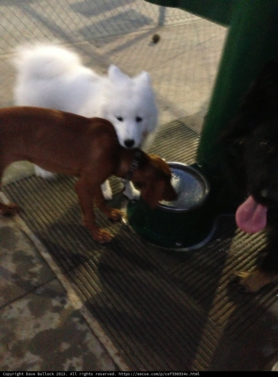 Eskimo Dogs and Canine Friends Quench Their Thirst