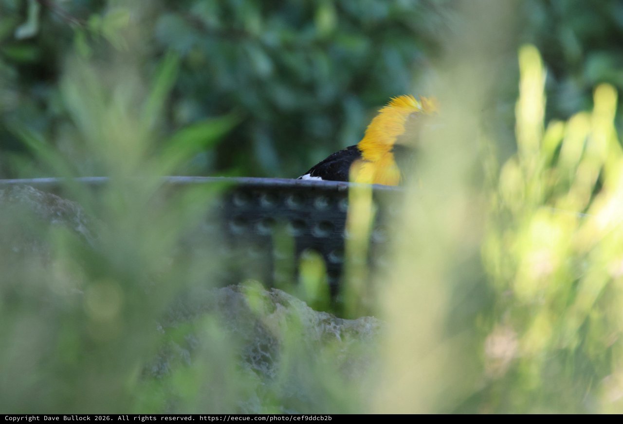 Hooded Oriole Bathing Through Garden Foliage