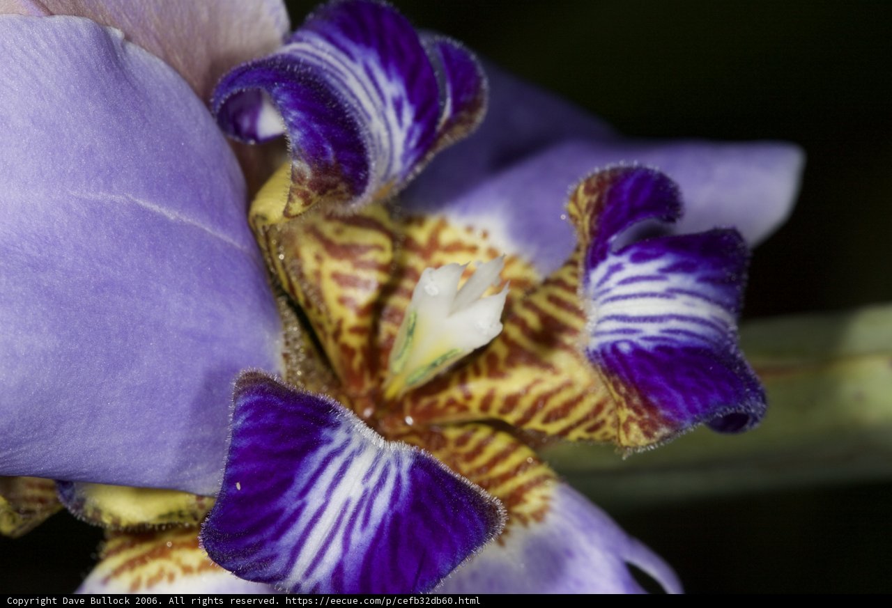 Striped Purple Iris in Full Bloom