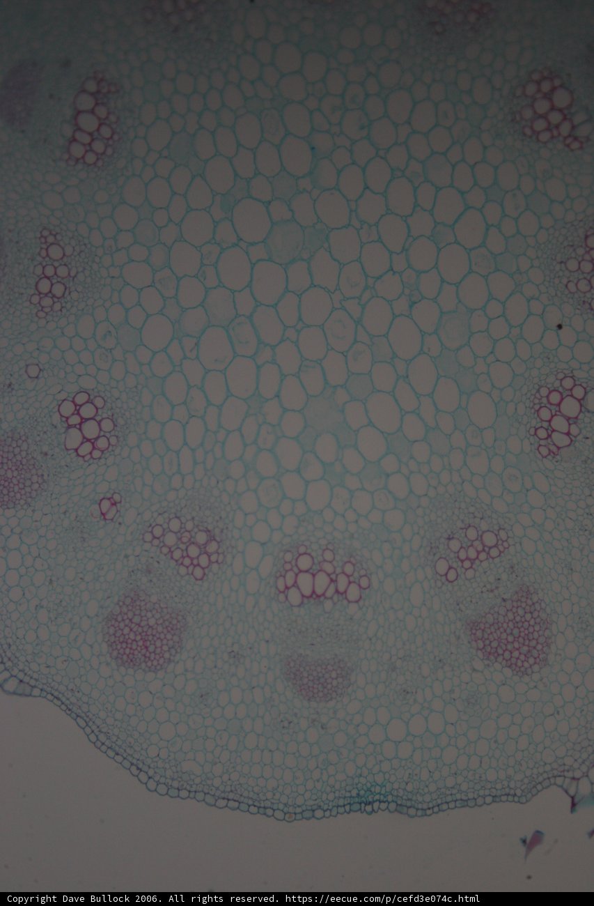 Vibrant Colors of the Plant Cell