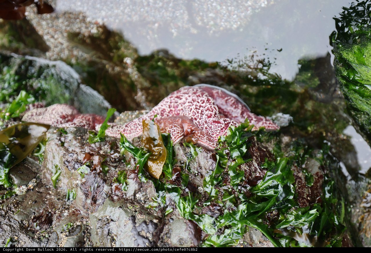 Pink Starfish Resting on Seaweed-Covered Tidal Rocks