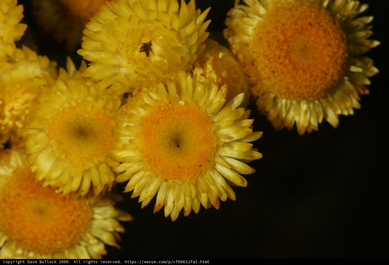 Vibrant Daisy Bouquet in Moody Black Background
