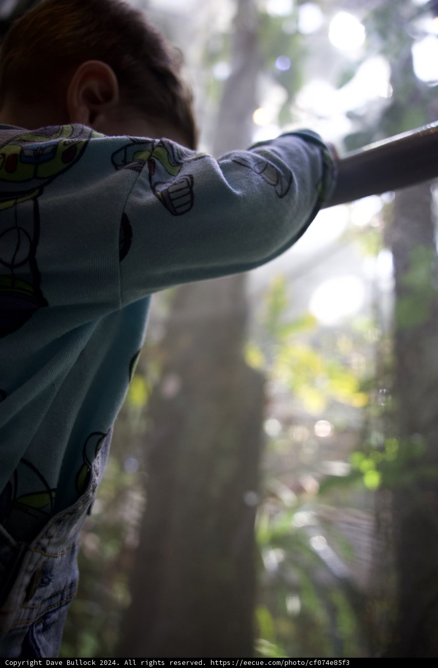 The Young Forest Dreamer