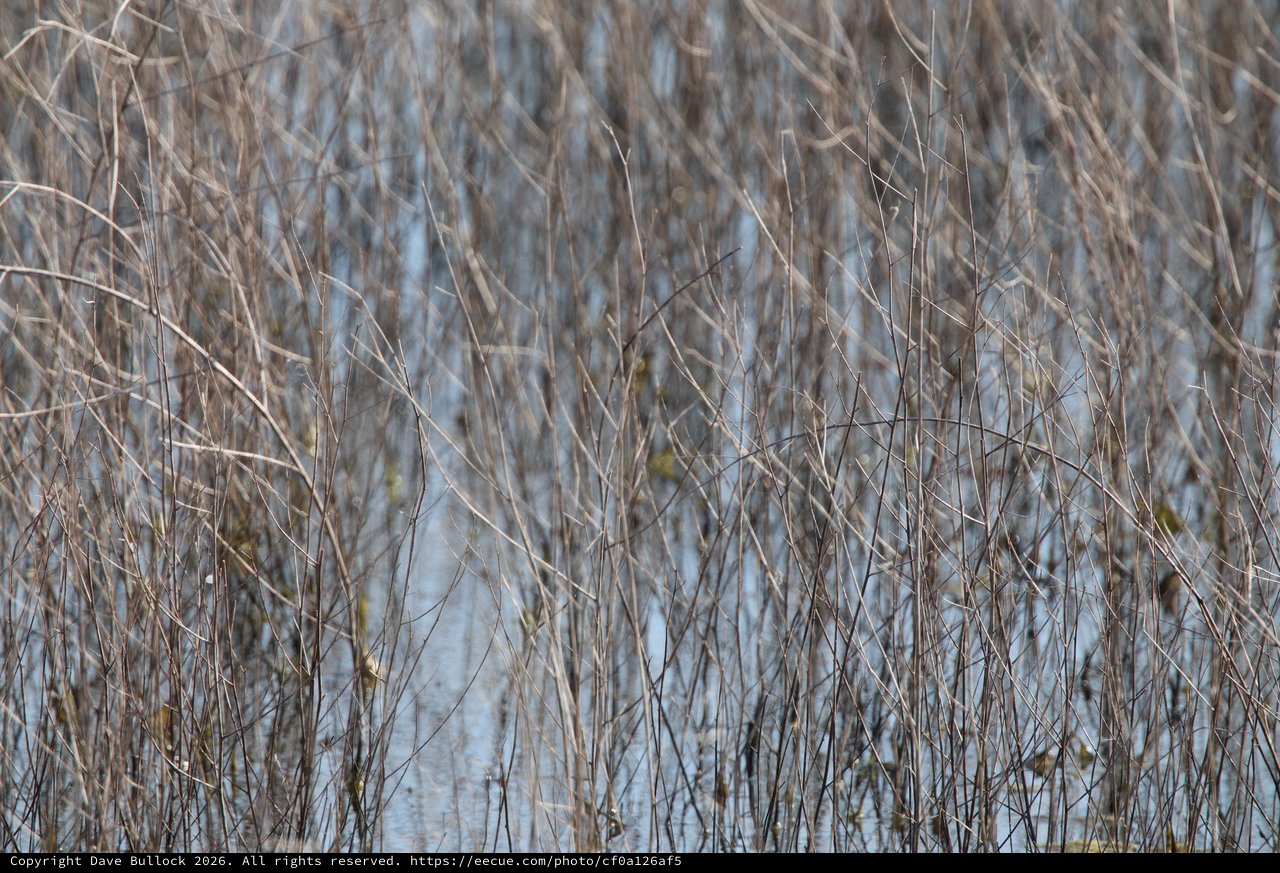 Winter Reeds and Wetland Reflections at Dusk
