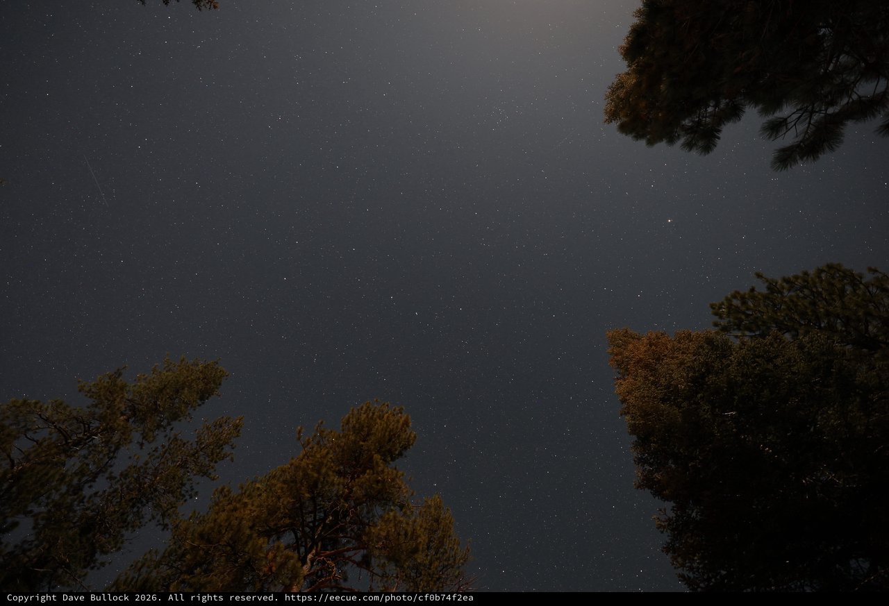 Star-Filled Sky Above Pine Forest at Night