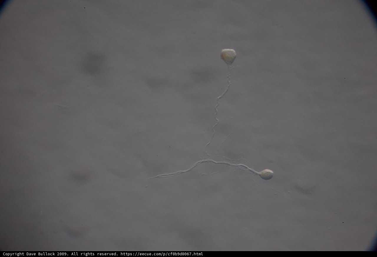 Mystery Object with Balloon
