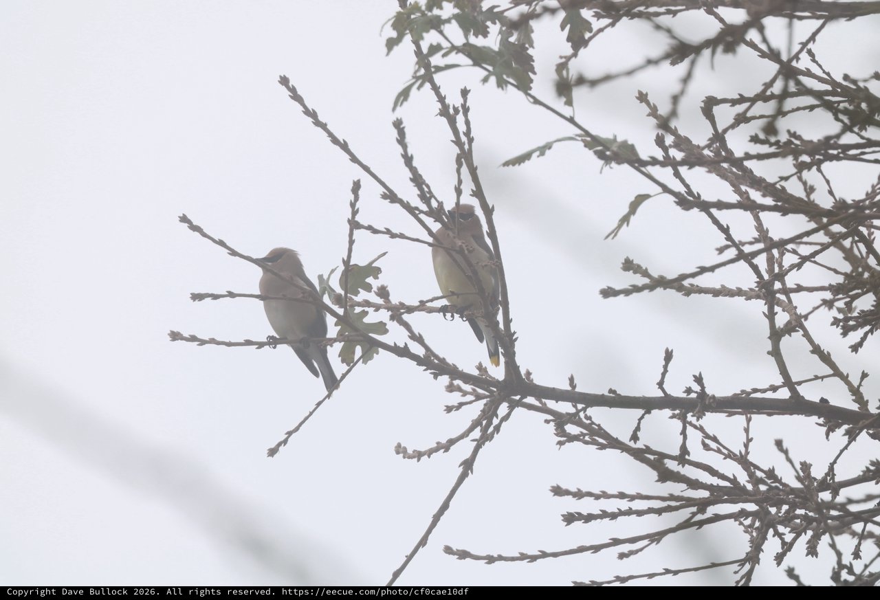 Two Birds Perched on Snowy Winter Branches