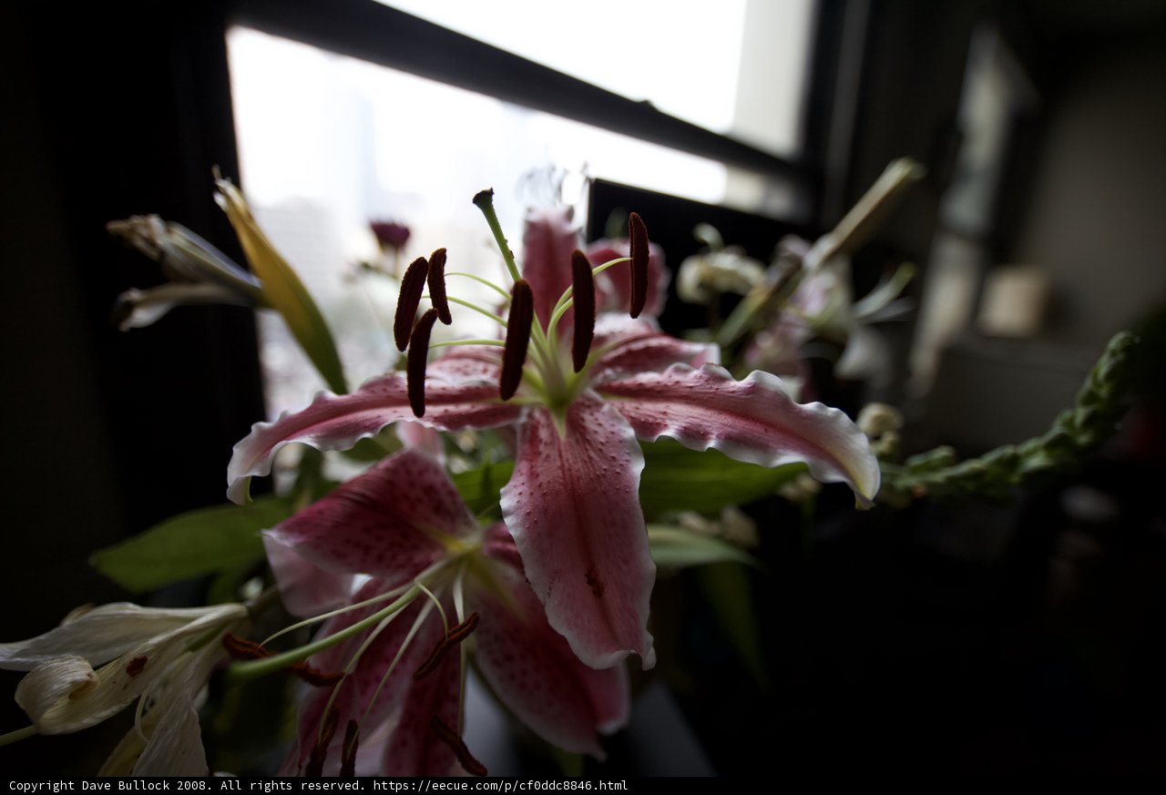 Blooming Beauty by the Window