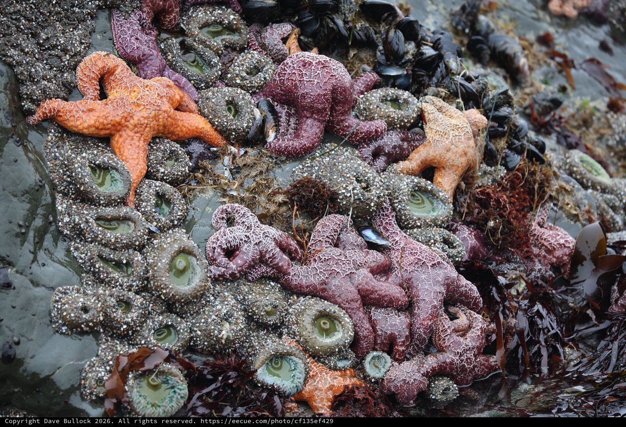 Vibrant Tide Pool Community at Schoolhouse Beach