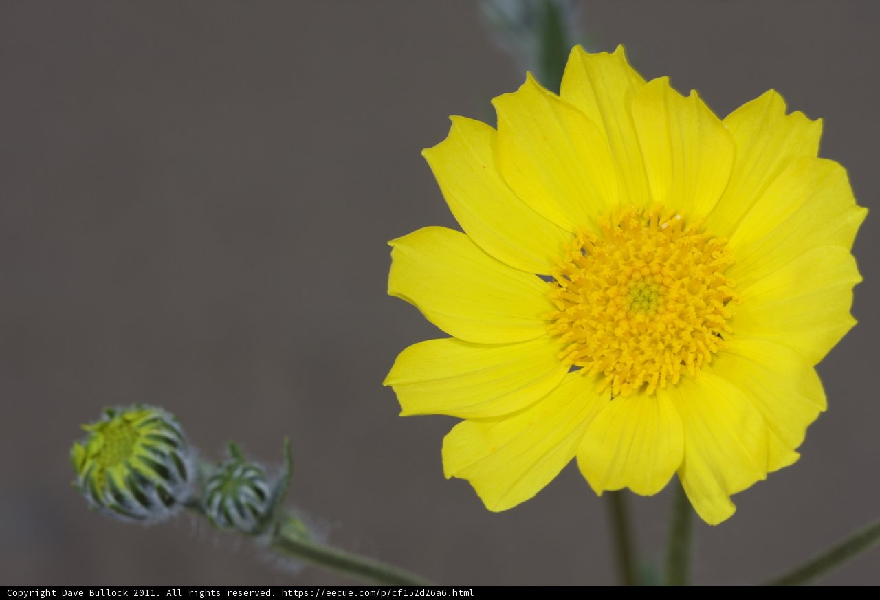 Radiant Daisy