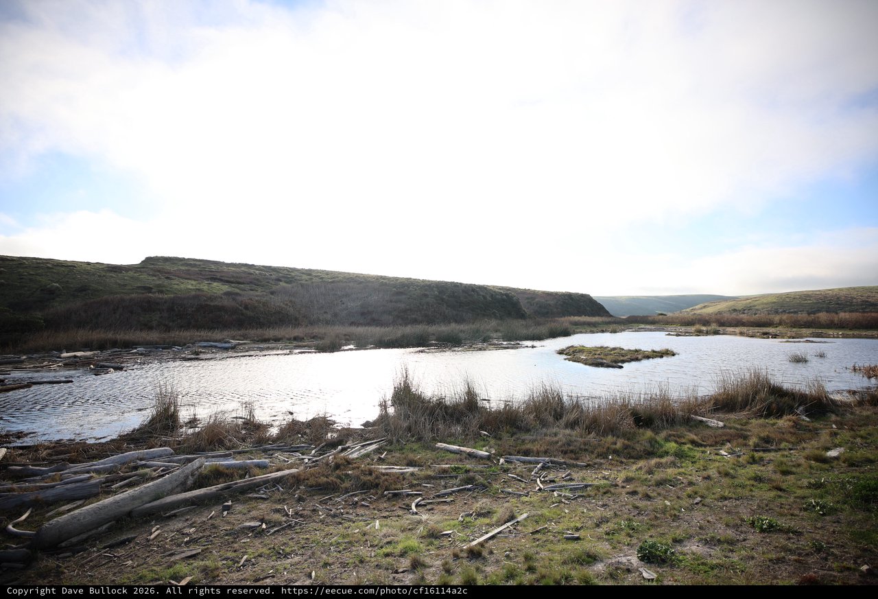Wetland Estuary with Driftwood at Drakes Beach