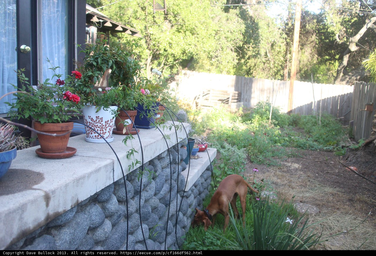 Canine Gardener
