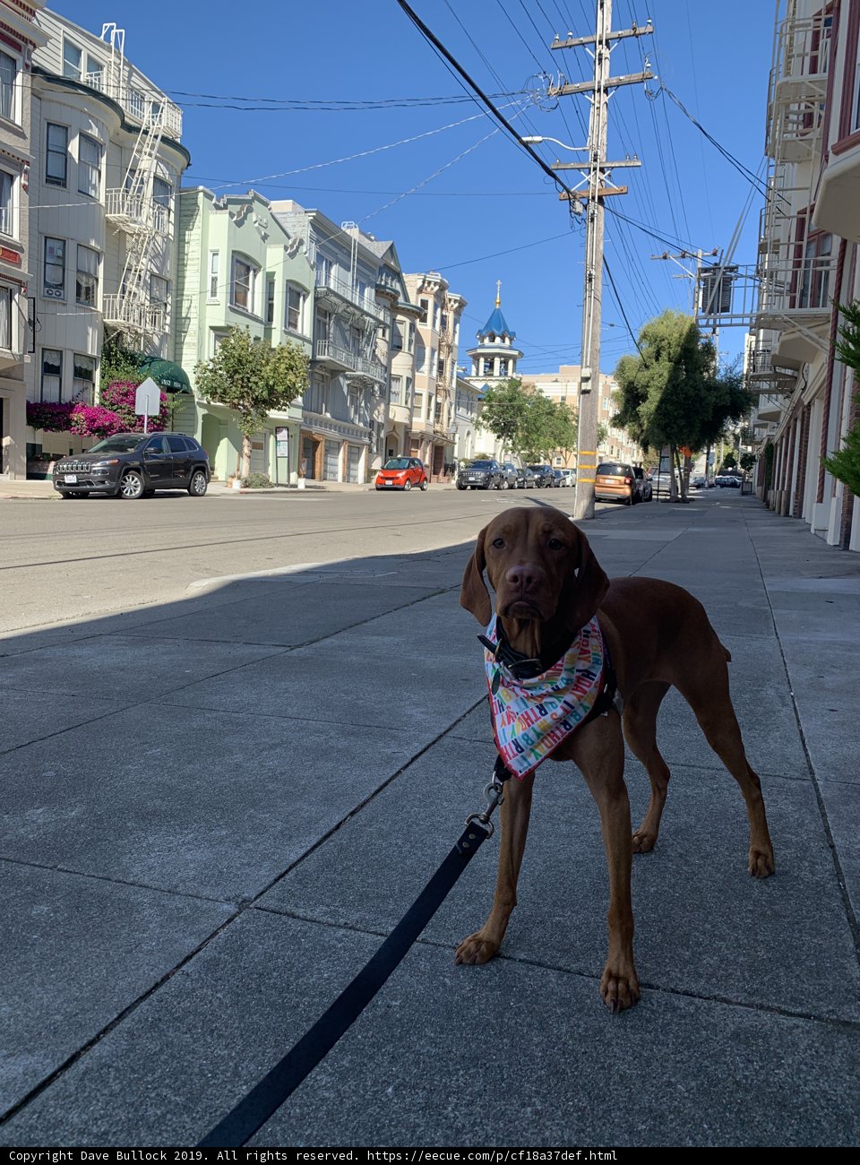 Pink Bandana Pooch Takes a Stroll