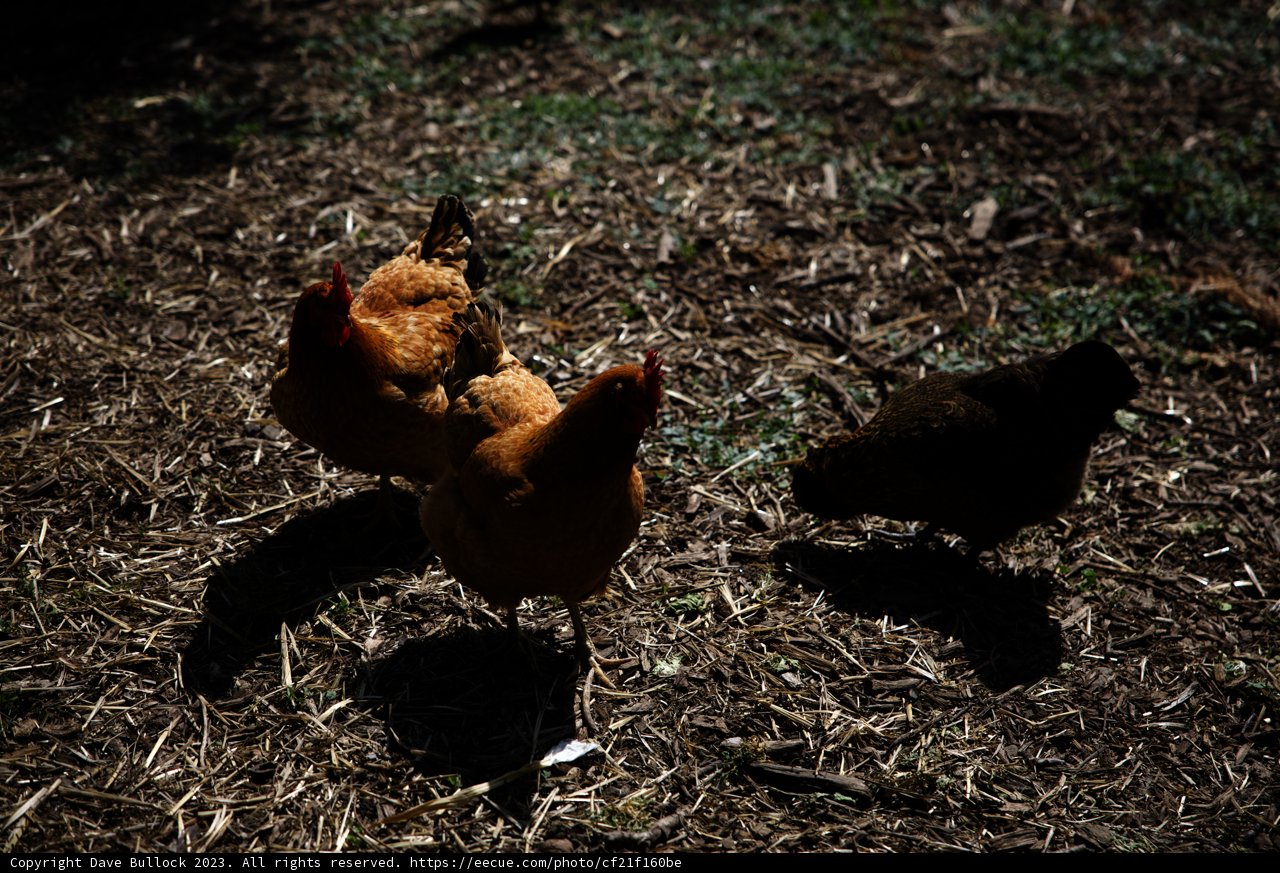 Fowl Friends in the Garden