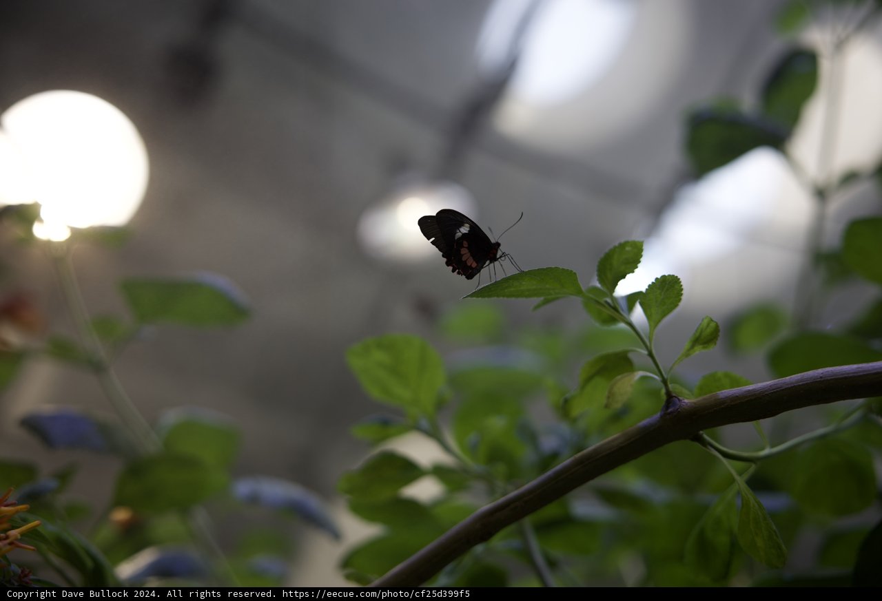 Fragile Beauty: An Encounter in the Greenhouse