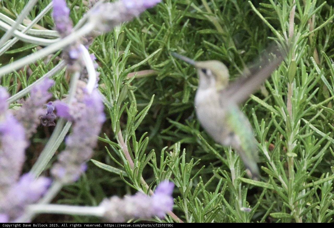A Dance Amidst Herbs and Blossoms