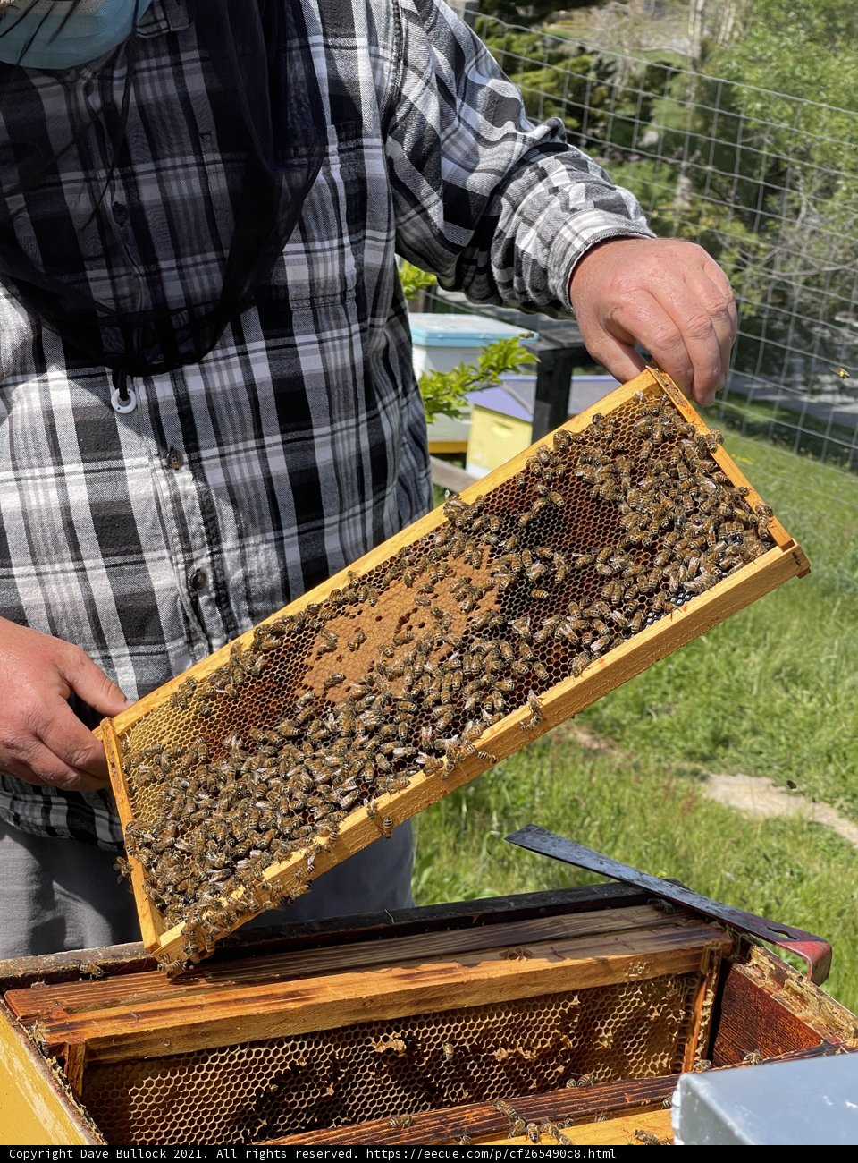 Beekeeping in Carmel