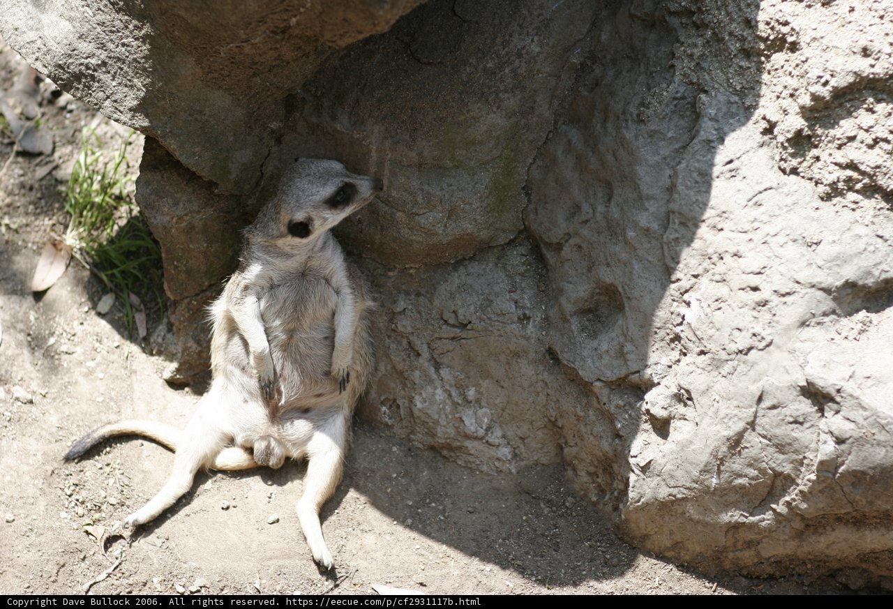 Rock-Sitting Meerkat