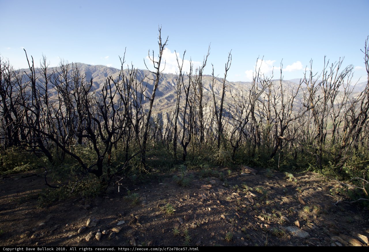 Remnants of a Fire-Swept Wilderness