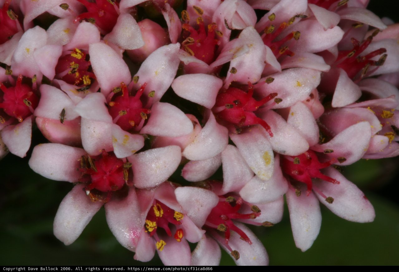 Pink Blossoms in Full Bloom