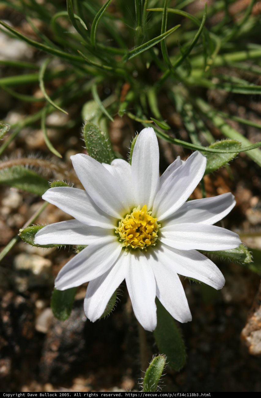 A Beautiful Daisy Blossom
