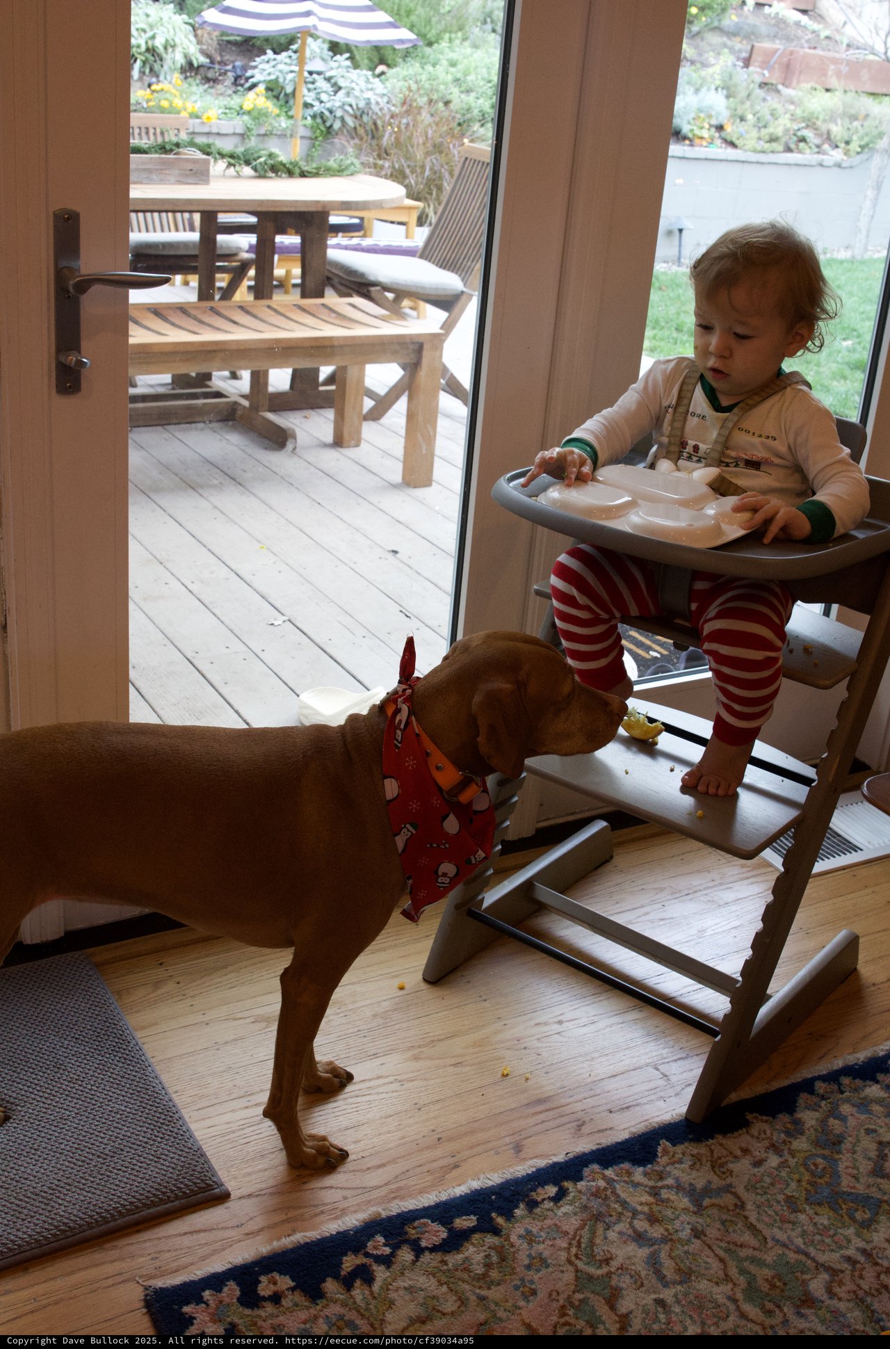 Toddler Sharing Mealtime with Dog at Home