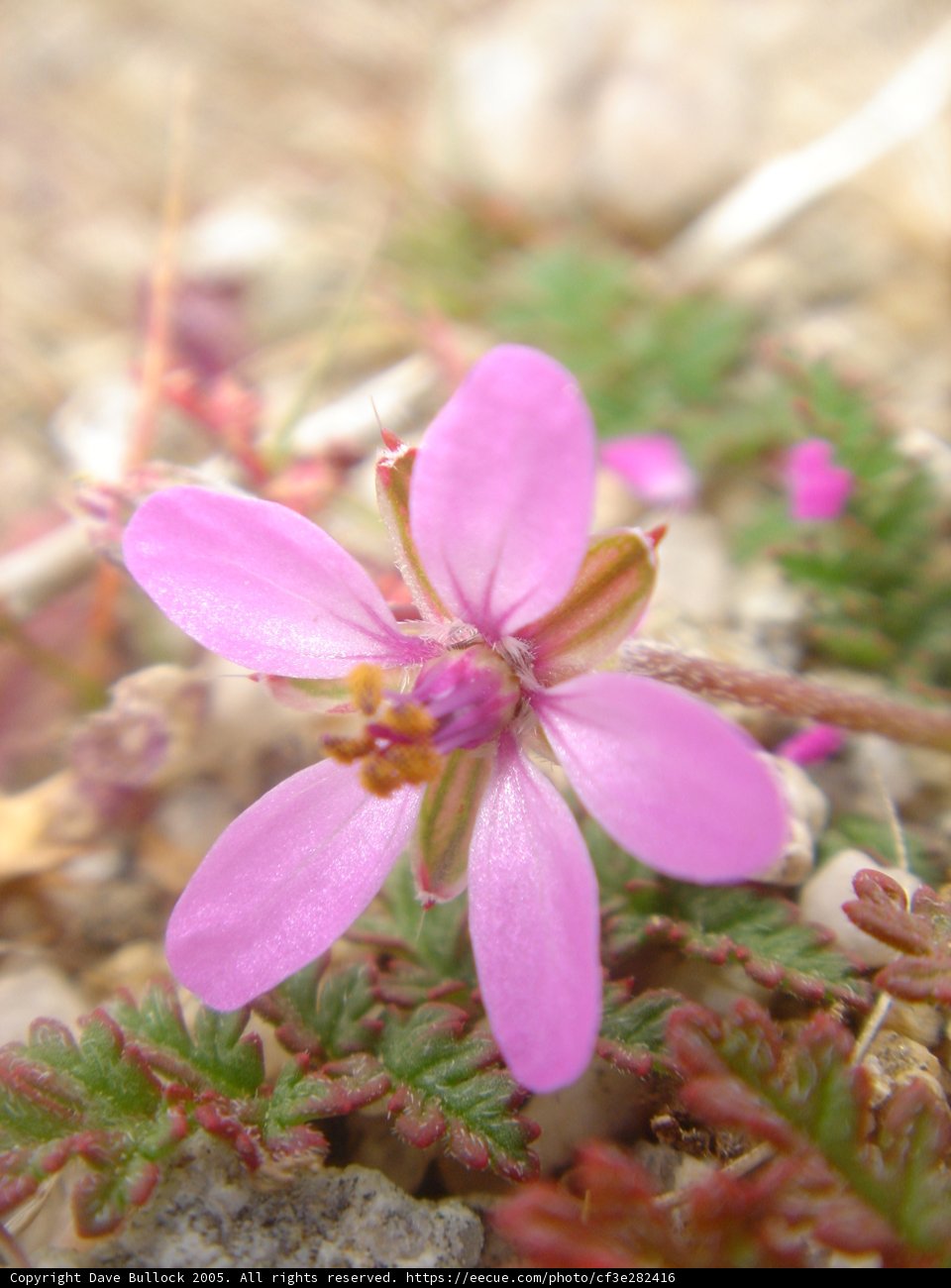 Delicate Pink Geranium