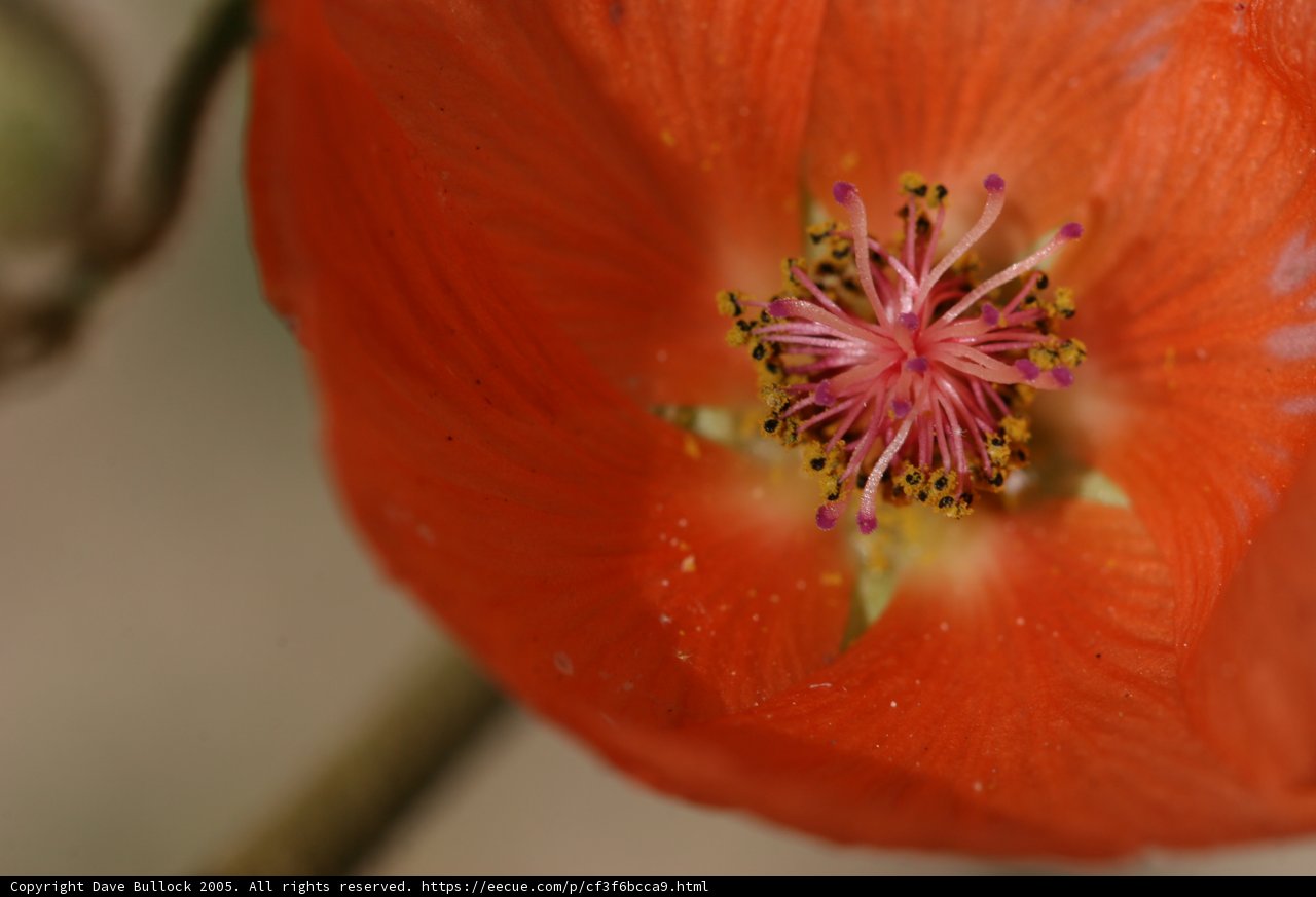 Vibrant Geranium Blossom