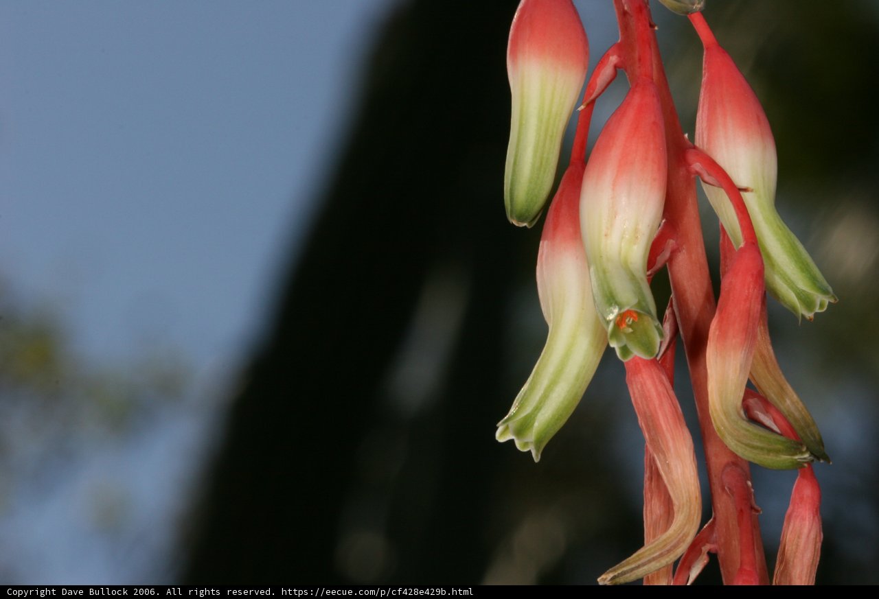 Vibrant Red and Green Flower Close-up