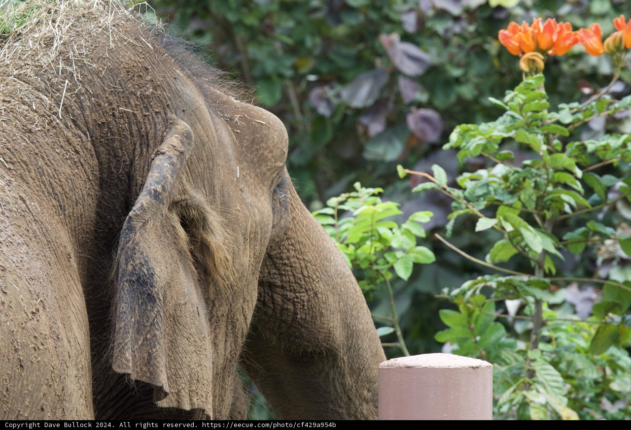 Gentle Giant in a Green Oasis