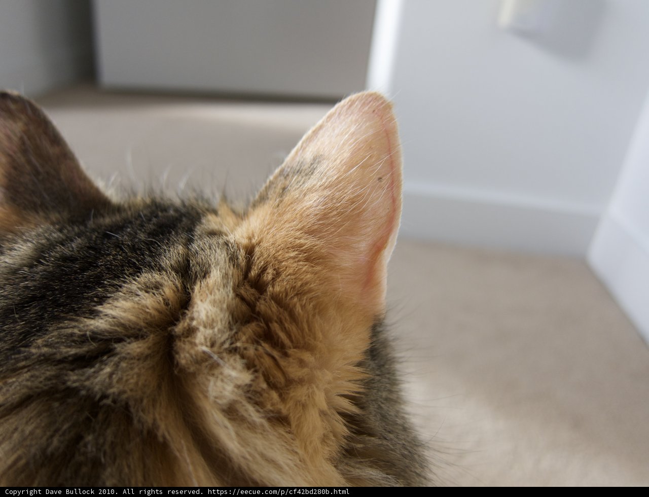 Window Gazing Abyssinian