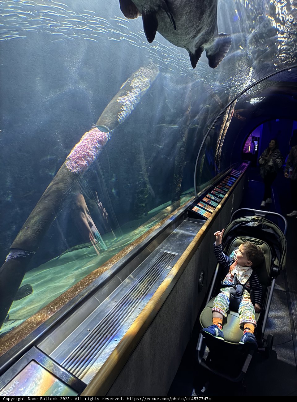 A Young Explorer's Gaze at Aquarium of the Bay
