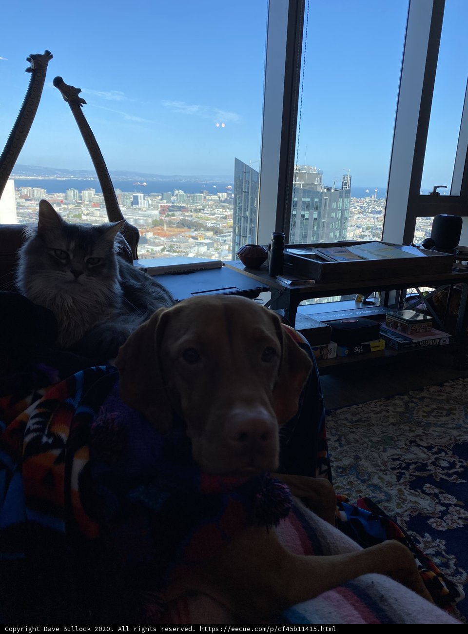Furry Friends Relaxing on the Couch