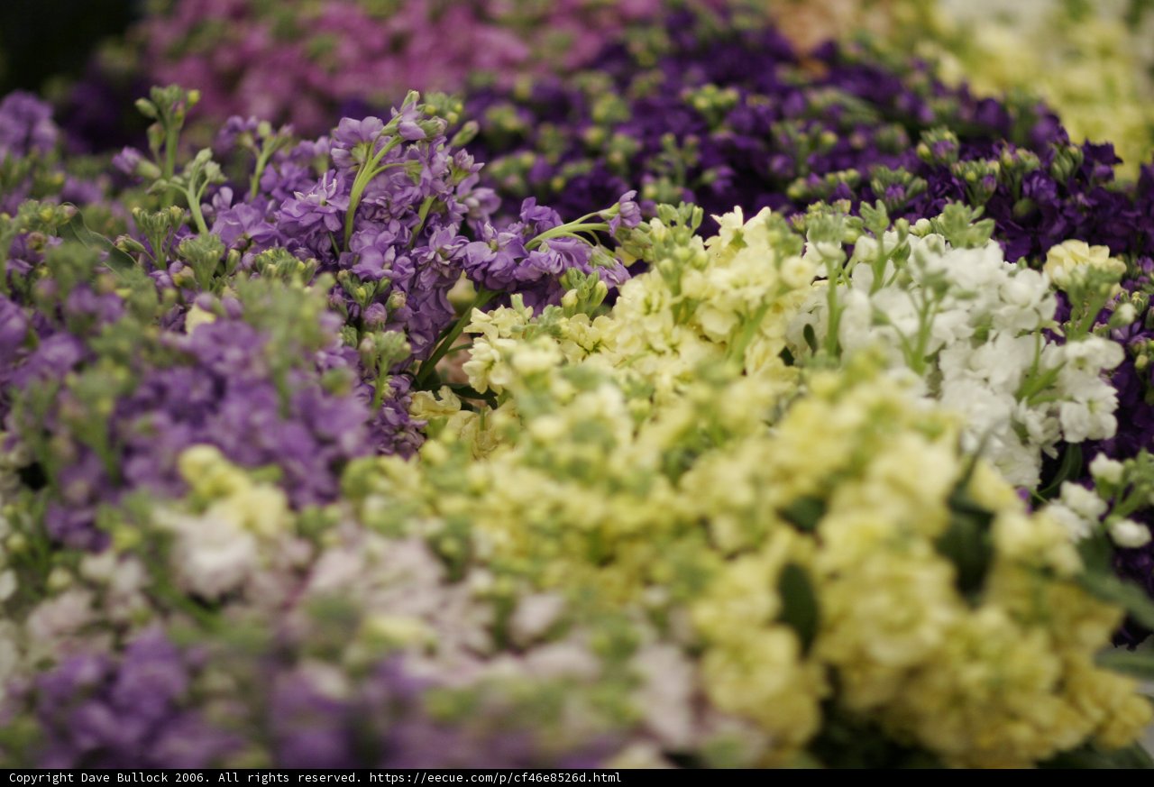 Bountiful Blooms at the Flower Market