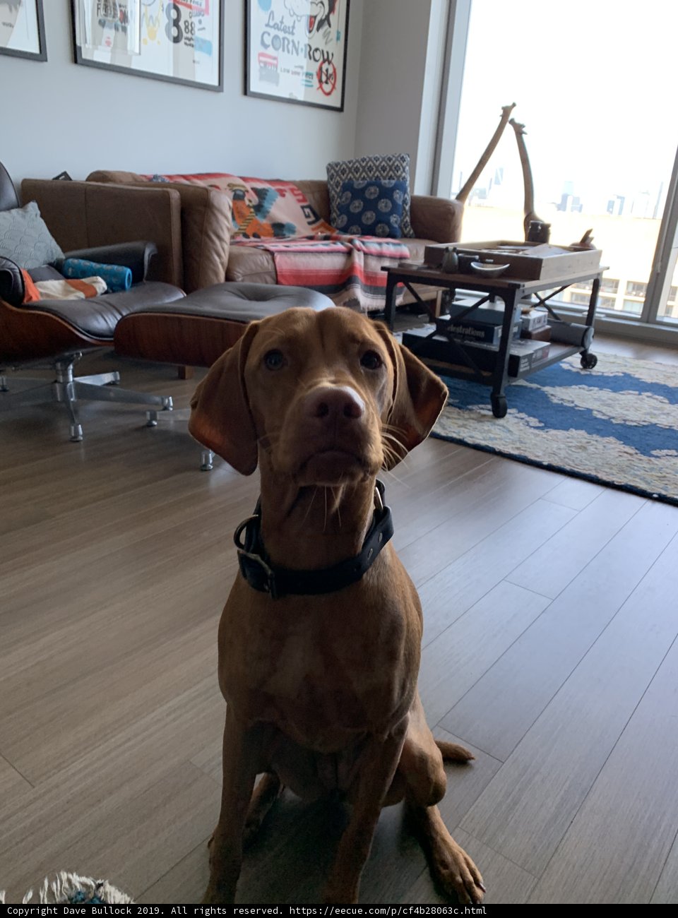 Pit Bull and Vizsla: Best Buddies in the Living Room